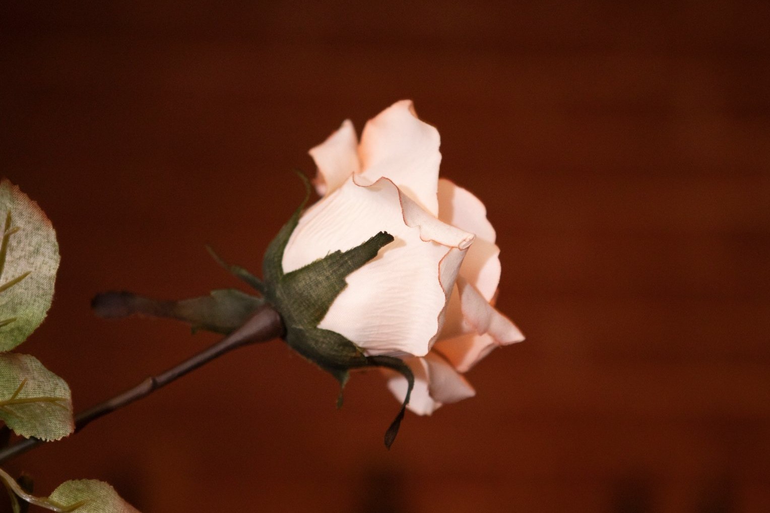 A single rose against a dark wall